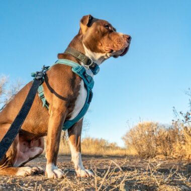 Image of a dog out ona walk in the country for a blog post about choosing a dog harness.
