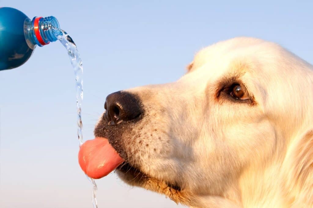 Image of a dog drinking water from a water bottle for a blog post about how to keep your dog hydrated.