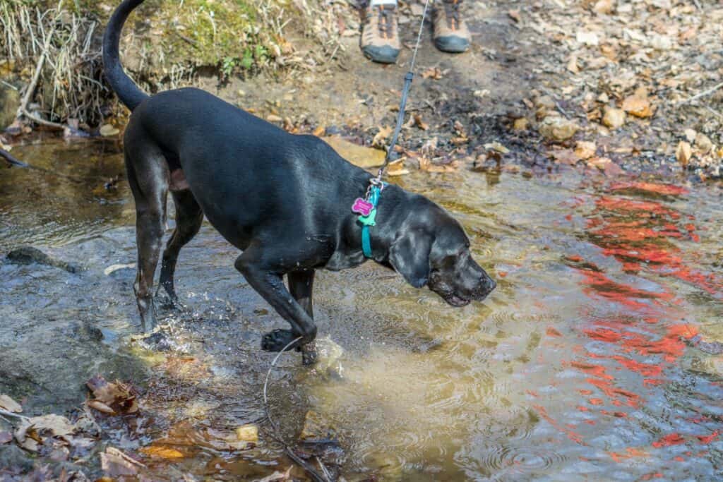Image of a dog about to take a drink from a creek while on a walk.