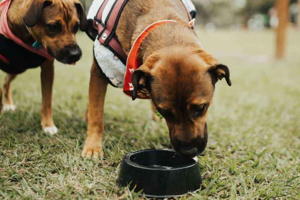 Image of two dogs on a walk moving toward a water bowl.