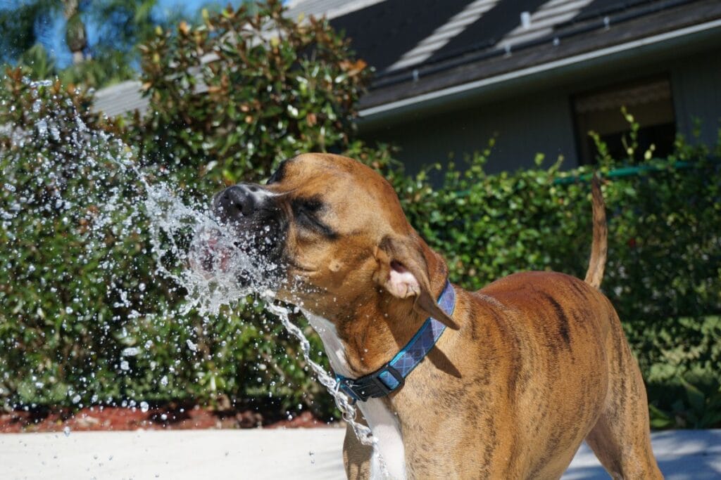 Image of a dog drinking from a hose for a blog post about how to keep your dog hydrated during walks.