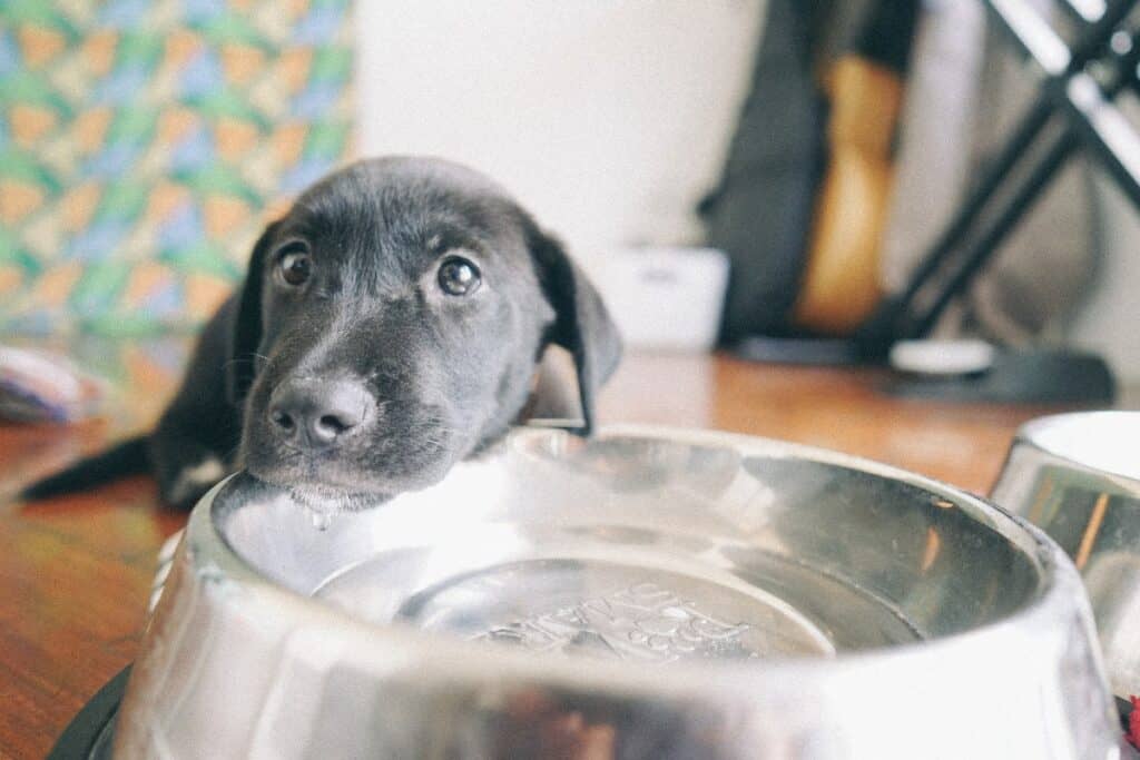 Image of a young dog resting his head on the edge of a metal water bowl.