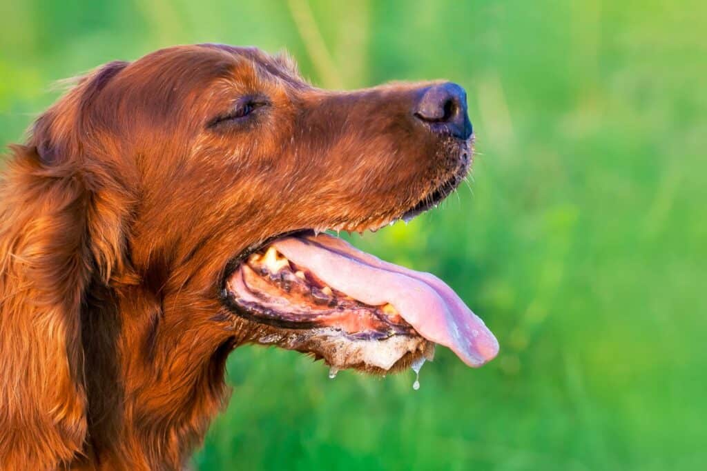 Image of a dog with its mouth open panting.
