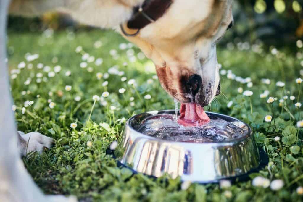 Image of a dog drinking from a metal water bowl outdoors for a blog post covering how to keep your dog hydrated.