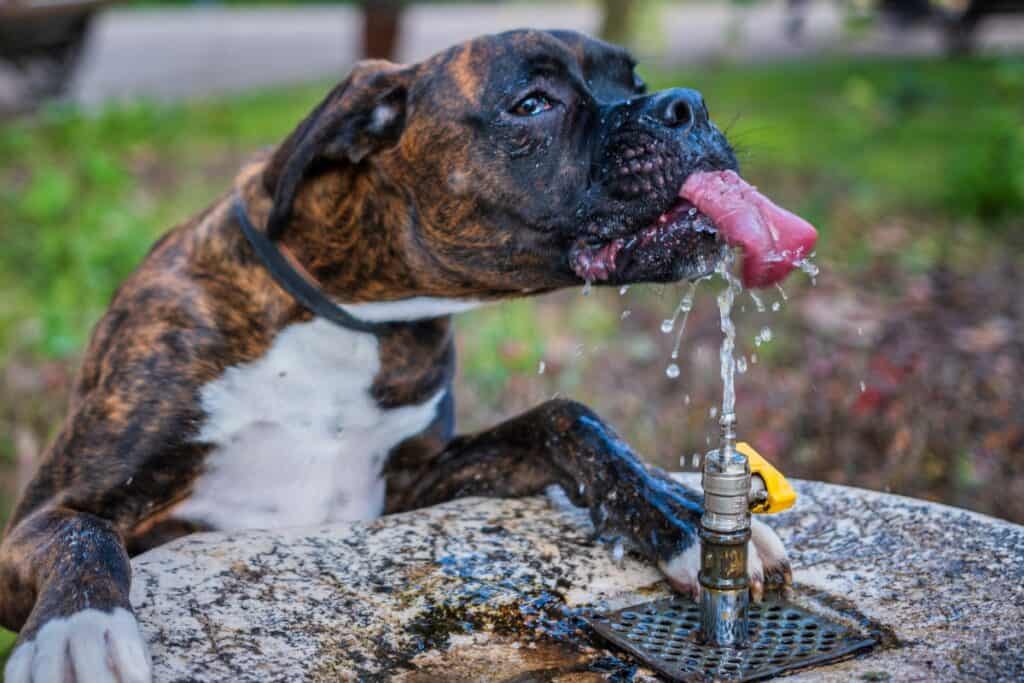 Image of a dog drinking from a fountain in a park.