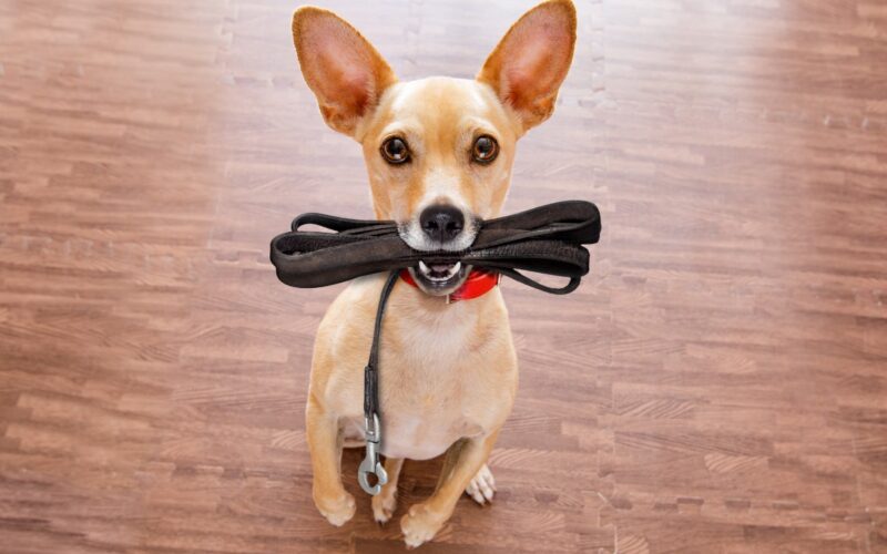 Image of a small dog with a leash in its mouth ready to go for a walk for this blog's about page.