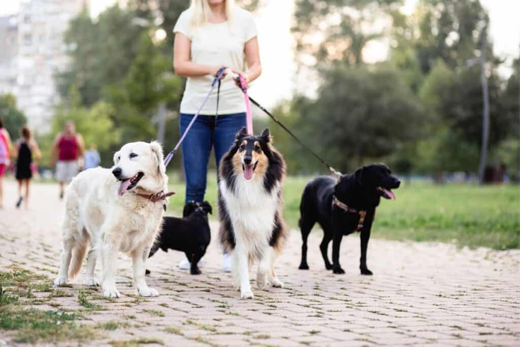 where-to-advertise-dog-walking-main Image of a pro dog walker walking three dogs in the parl.